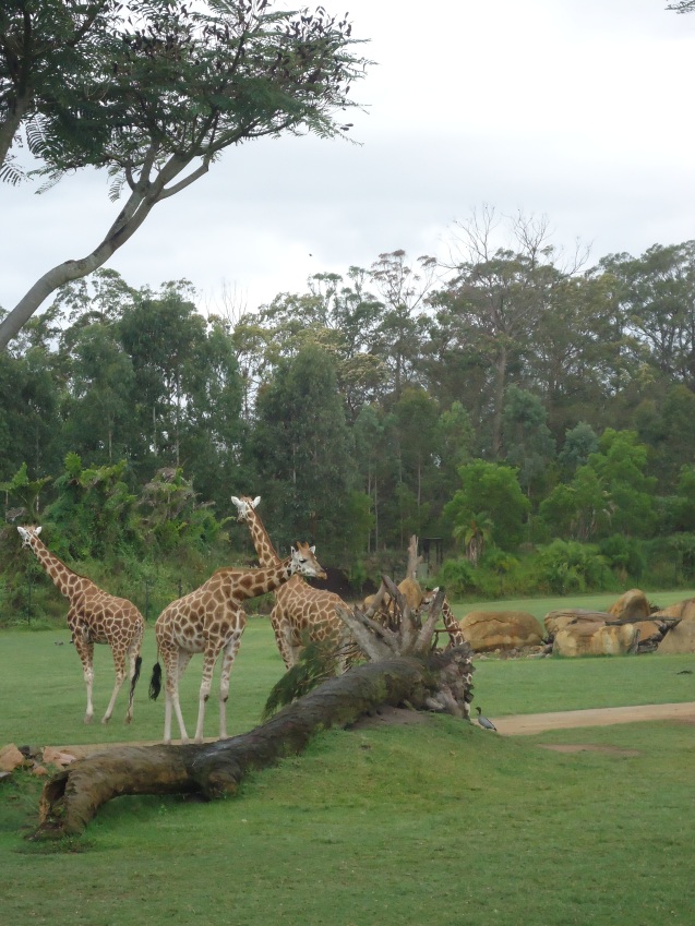 giraffen in Australia Zoo