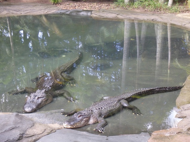 krokodillen in Australia Zoo