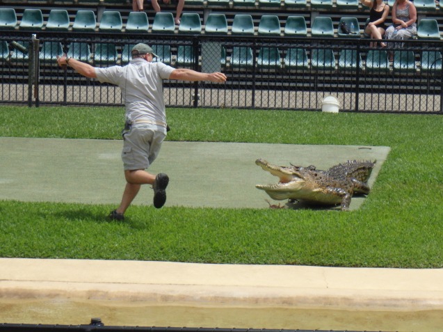 Crocoseum: man rent weg van snelle krokodil
